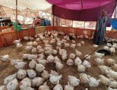 أسعار الدواجن والبيض بأسواق القليوبية اليوم الأحد 15-6-2025